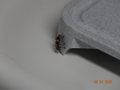 Enoclerus quadrisignatus