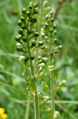 Neottia ovata