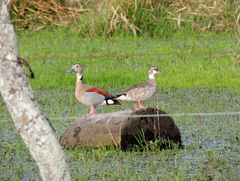 Callonetta leucophrys