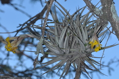 Tillandsia ixioides
