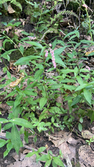 Persicaria longiseta