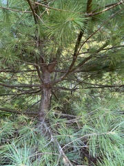 Pinus strobus