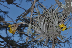 Tillandsia ixioides