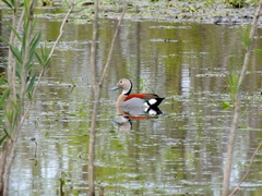 Callonetta leucophrys