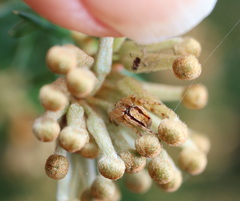 Hortophora