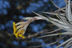 Tillandsia ixioides