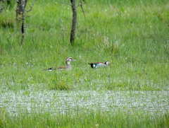 Callonetta leucophrys