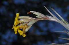 Tillandsia ixioides