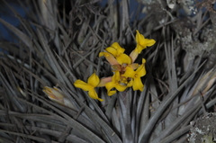Tillandsia ixioides
