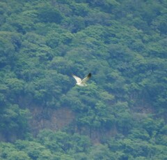 Leucophaeus atricilla