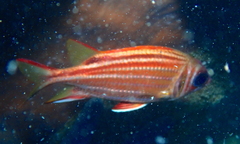 Sargocentron rubrum