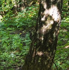Dendrocopos major