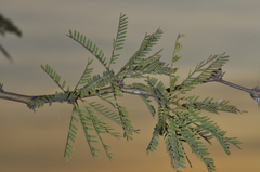 Prosopis affinis