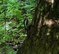 Dendrocopos major