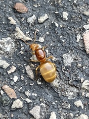 Lasiini