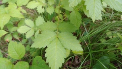 Agrimonia gryposepala