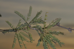 Prosopis affinis