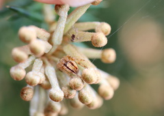 Hortophora