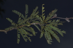 Prosopis affinis