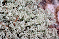 Cladonia uncialis