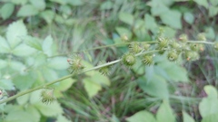 Agrimonia gryposepala