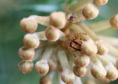 Hortophora