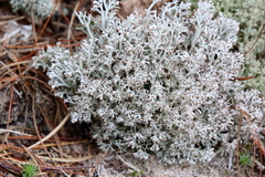Cladonia uncialis