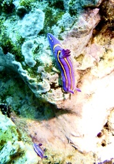 Felimida macfarlandi