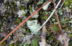 Cladonia chlorophaea