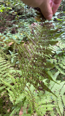 Athyrium