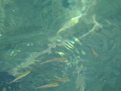 Actinopterygii