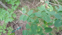 Lonicera tatarica