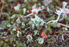 Cladonia cristatella