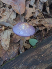 Cortinarius iodes