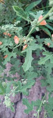 Sphaeralcea fendleri