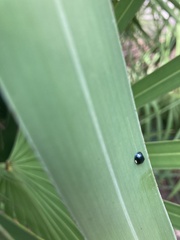 Hemisphaerota cyanea