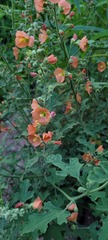 Sphaeralcea fendleri