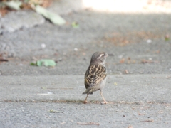 Passer domesticus