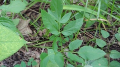 Zizia aurea