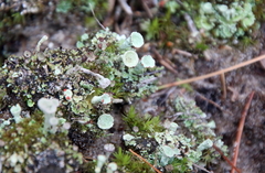 Cladonia chlorophaea