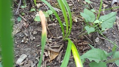 Hemerocallis fulva