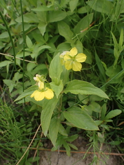 Lysimachia