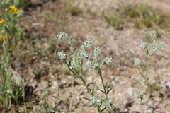 Cryptantha nevadensis