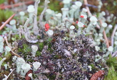 Cladonia macilenta