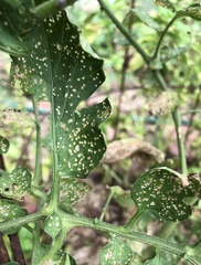 Microtechnites bractatus