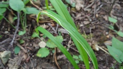 Ophiomyia kwansonis