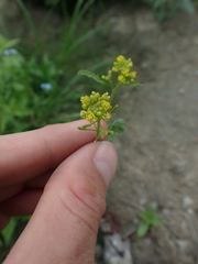 Rorippa