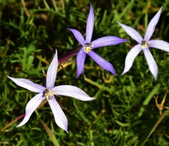 Lithotoma axillaris