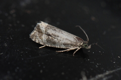 Syricoris lacunana