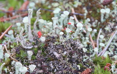 Cladonia macilenta